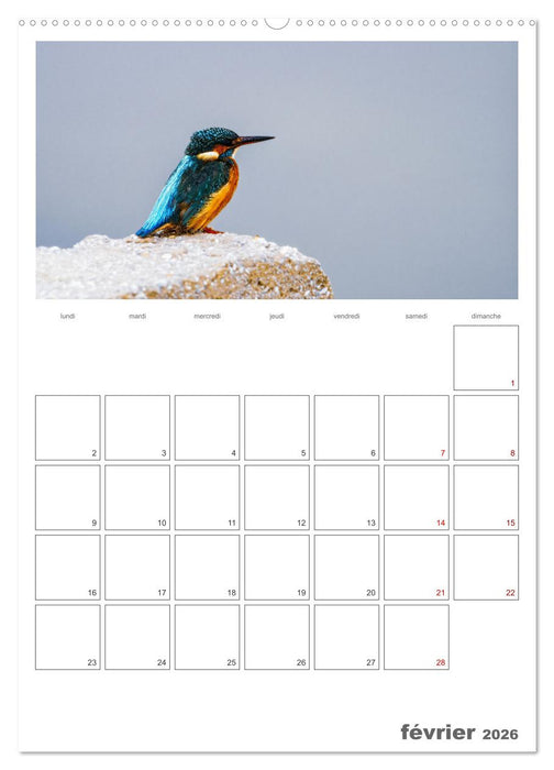 Notre nature sauvage, oiseaux aquatiques d'Europe (CALVENDO Calendrier mensuel 2026)