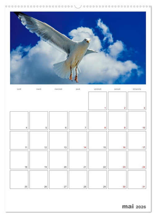 Notre nature sauvage, oiseaux aquatiques d'Europe (CALVENDO Calendrier mensuel 2026)