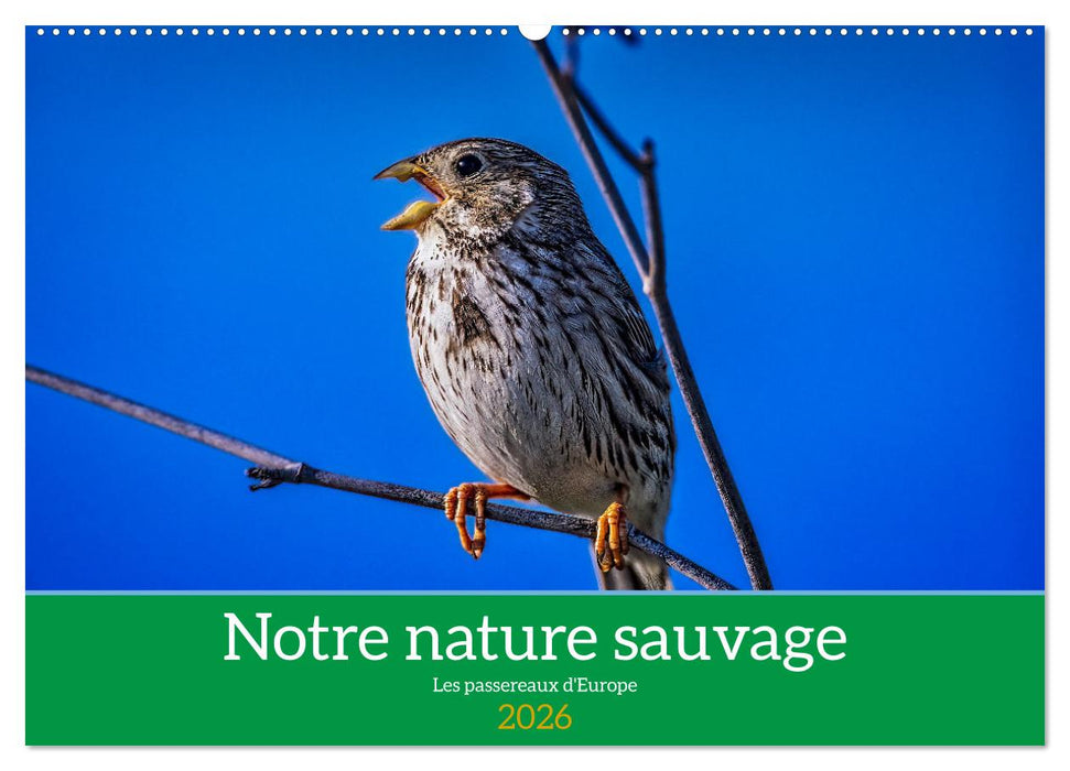 Notre nature sauvage, les passereaux d'Europe (CALVENDO Calendrier mensuel 2026)