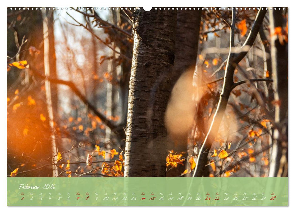 Waldwelten (CALVENDO Premium Wandkalender 2026)