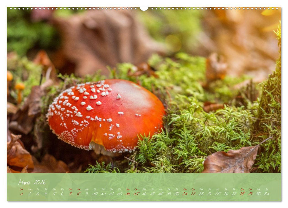 Waldwelten (CALVENDO Premium Wandkalender 2026)