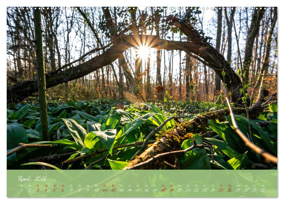 Waldwelten (CALVENDO Premium Wandkalender 2026)