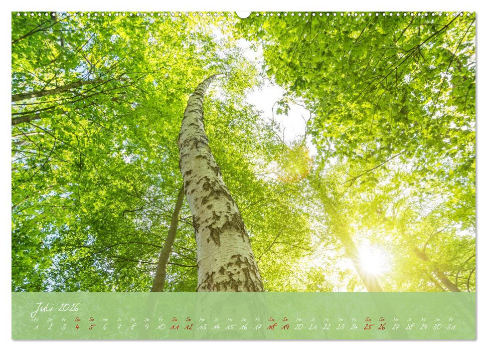 Waldwelten (CALVENDO Premium Wandkalender 2026)