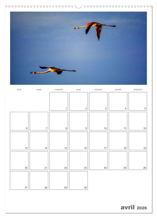 Notre nature sauvage, oiseaux aquatiques d'Europe (CALVENDO Calendrier supérieur 2026)