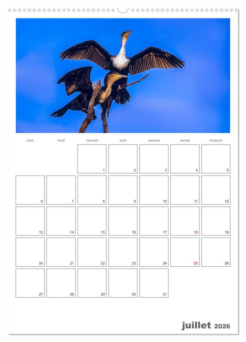 Notre nature sauvage, oiseaux aquatiques d'Europe (CALVENDO Calendrier supérieur 2026)