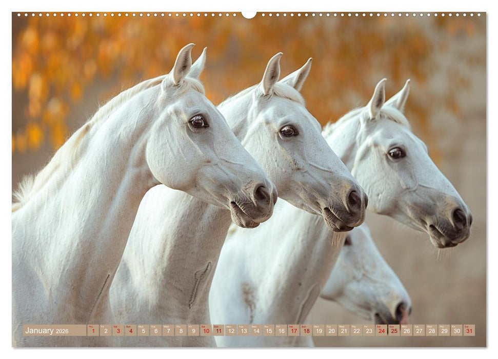 White Horses in Splendor (CALVENDO Monthly Calendar 2026)