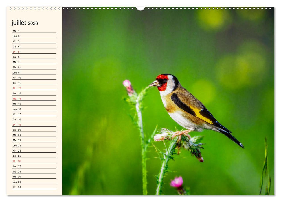 Notre nature sauvage, les passereaux d'Europe (CALVENDO Calendrier supérieur 2026)