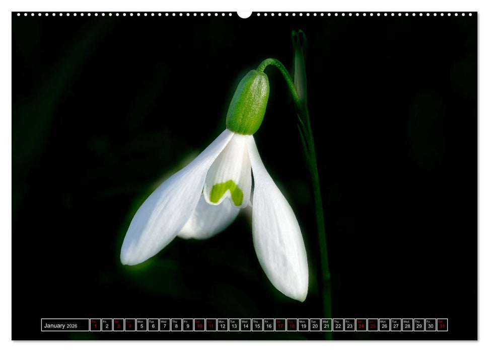 Mysterious plant portraits (CALVENDO Monthly Calendar 2026)