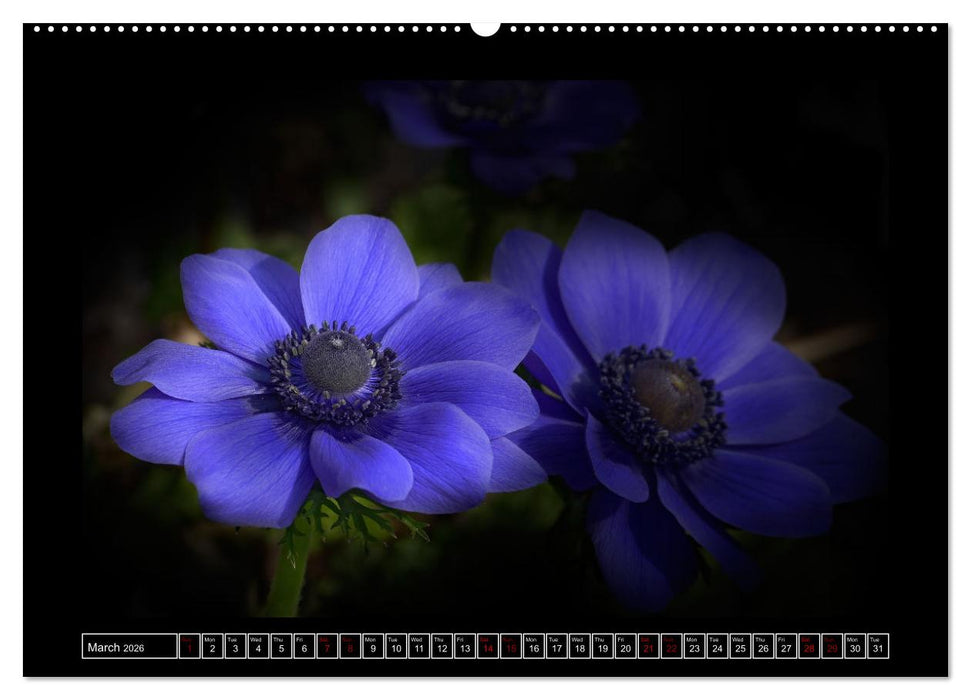 Mysterious plant portraits (CALVENDO Monthly Calendar 2026)