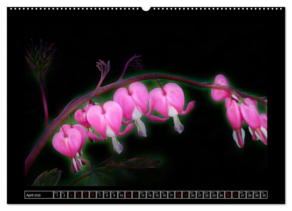 Mysterious plant portraits (CALVENDO Monthly Calendar 2026)