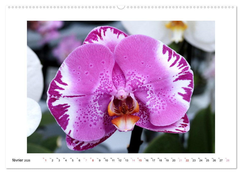 L'orchidée Phalaenopsis (CALVENDO Calendrier mensuel 2026)