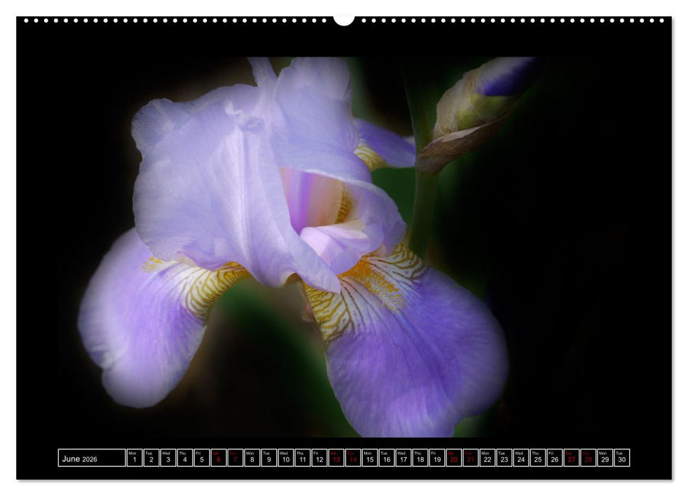 Mysterious plant portraits (CALVENDO Premium-Calendar 2026)