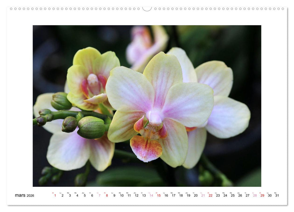 L'orchidée Phalaenopsis (CALVENDO Calendrier supérieur 2026)