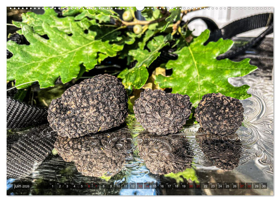 Trésors de truffes françaises (CALVENDO Calendrier mensuel 2026)