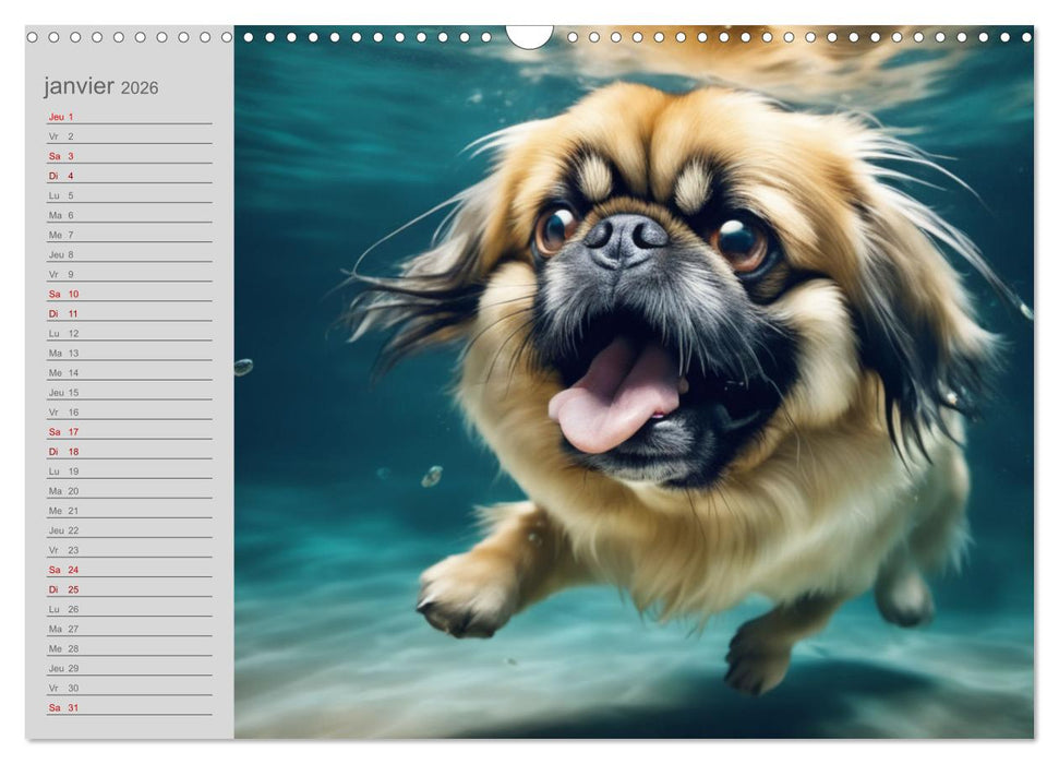 Chiens : les nageurs intrépides (CALVENDO Calendrier mensuel 2026)