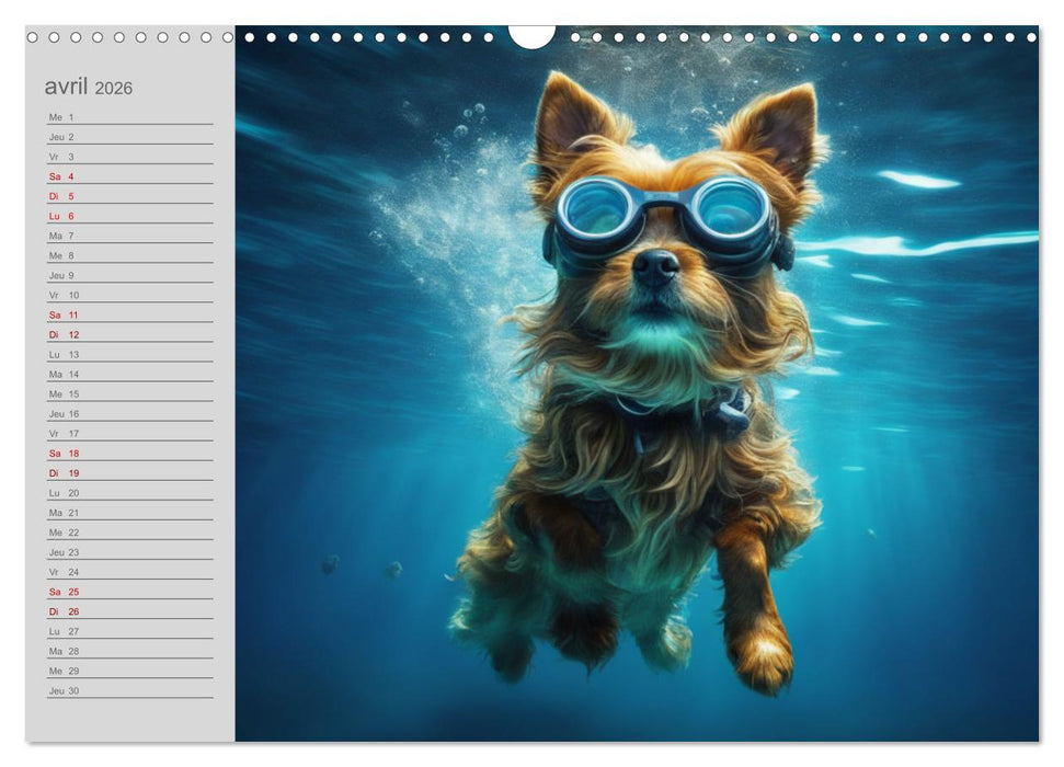 Chiens : les nageurs intrépides (CALVENDO Calendrier mensuel 2026)