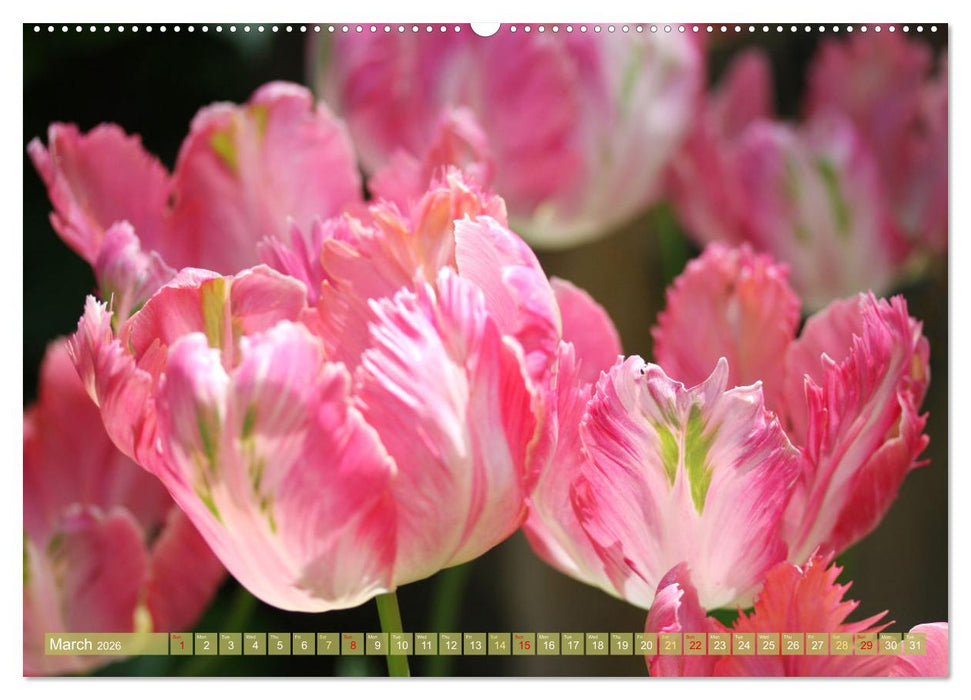 A Flower Festival (CALVENDO Premium-Calendar 2026)