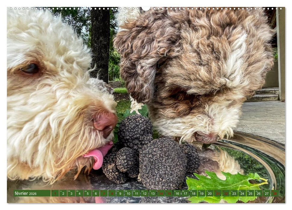 Trésors de truffes françaises (CALVENDO Calendrier supérieur 2026)