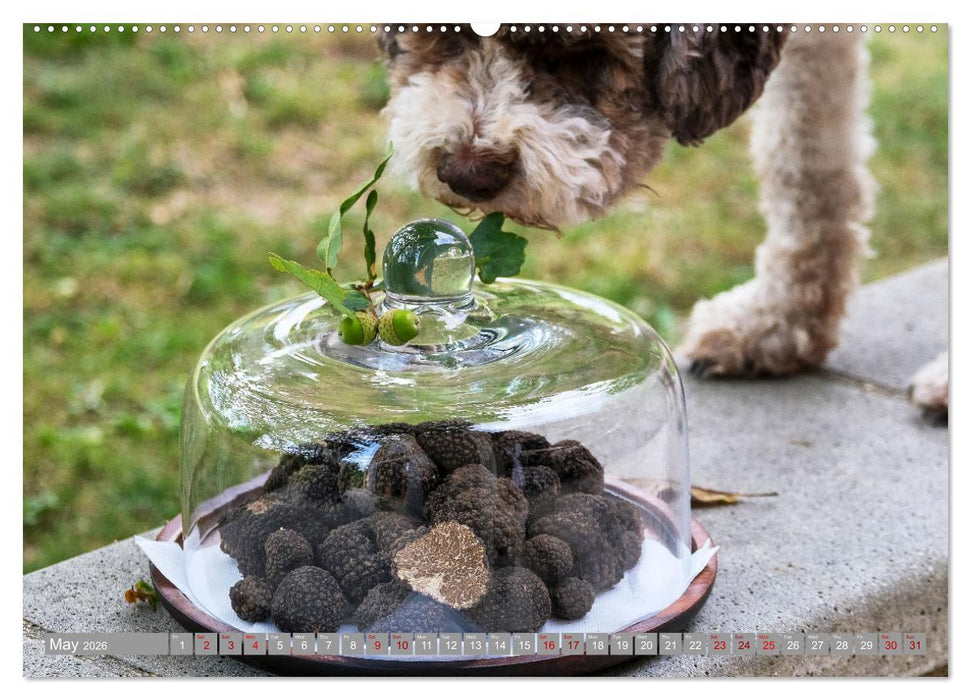 French Truffle Wonders (CALVENDO Premium-Calendar 2026)