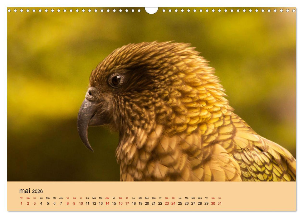 Oiseaux de Nouvelle-Zélande (CALVENDO Calendrier mensuel 2026)