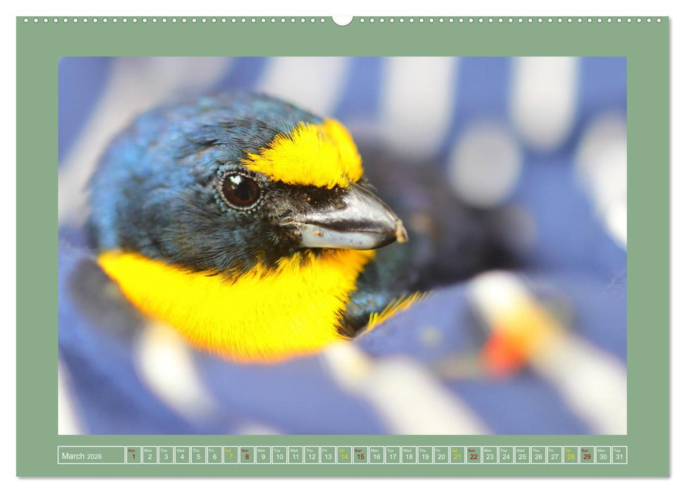 Some Costa Rican Birds (CALVENDO Premium-Calendar 2026)