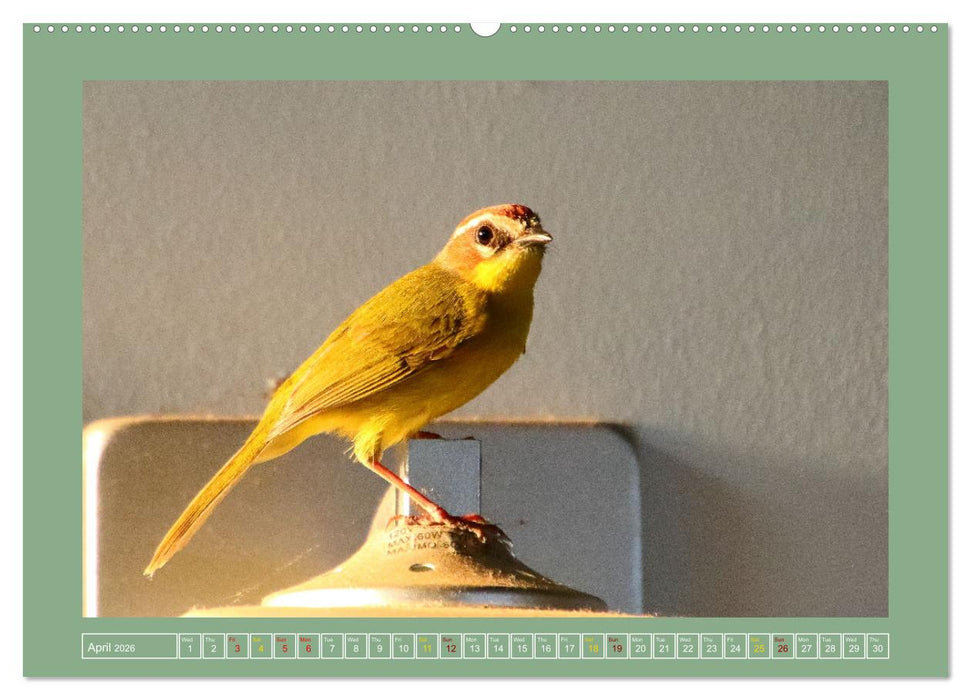 Some Costa Rican Birds (CALVENDO Premium-Calendar 2026)