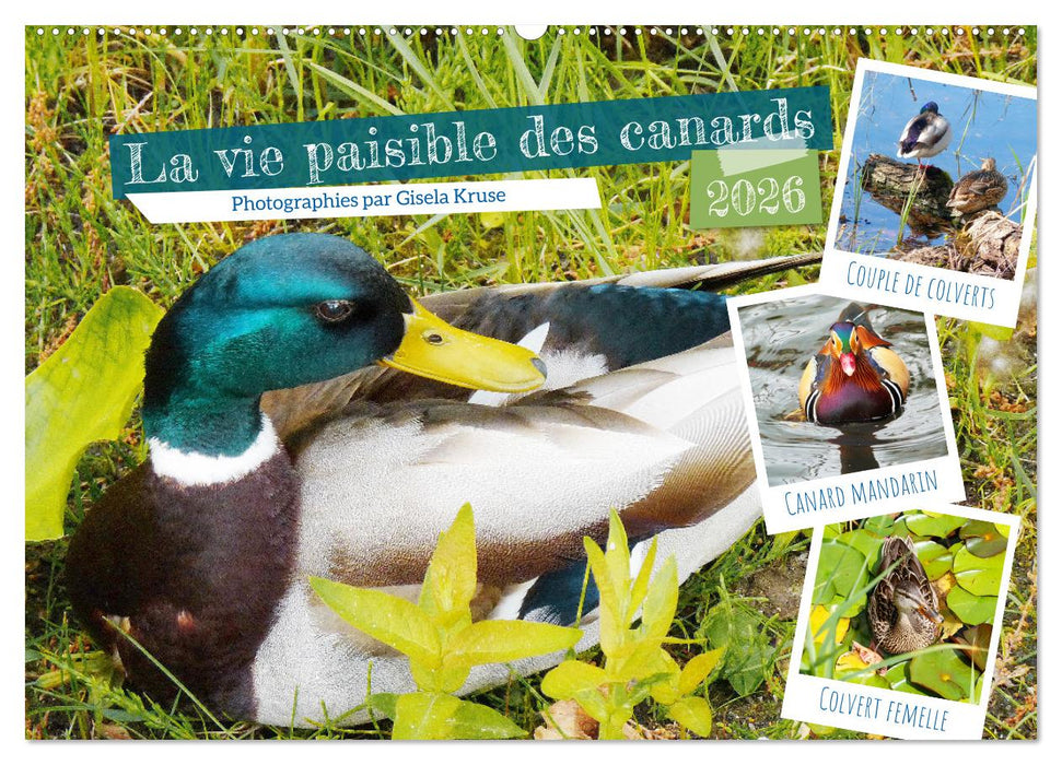 La vie paisible des canards (CALVENDO Calendrier mensuel 2026)