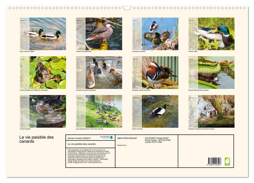 La vie paisible des canards (CALVENDO Calendrier mensuel 2026)