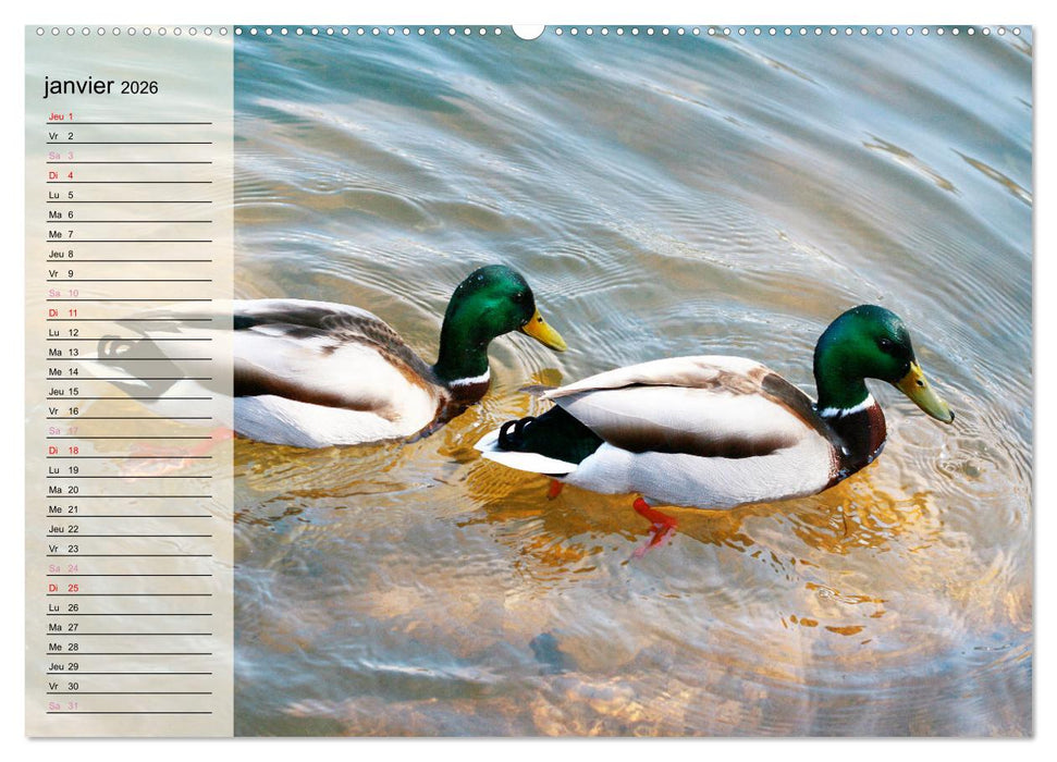 La vie paisible des canards (CALVENDO Calendrier mensuel 2026)