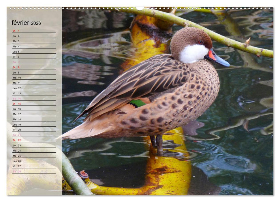 La vie paisible des canards (CALVENDO Calendrier supérieur 2026)