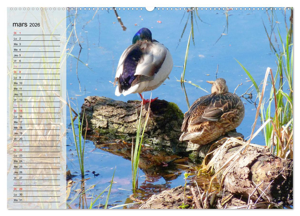 La vie paisible des canards (CALVENDO Calendrier supérieur 2026)
