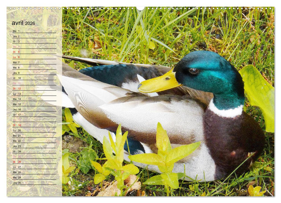 La vie paisible des canards (CALVENDO Calendrier supérieur 2026)
