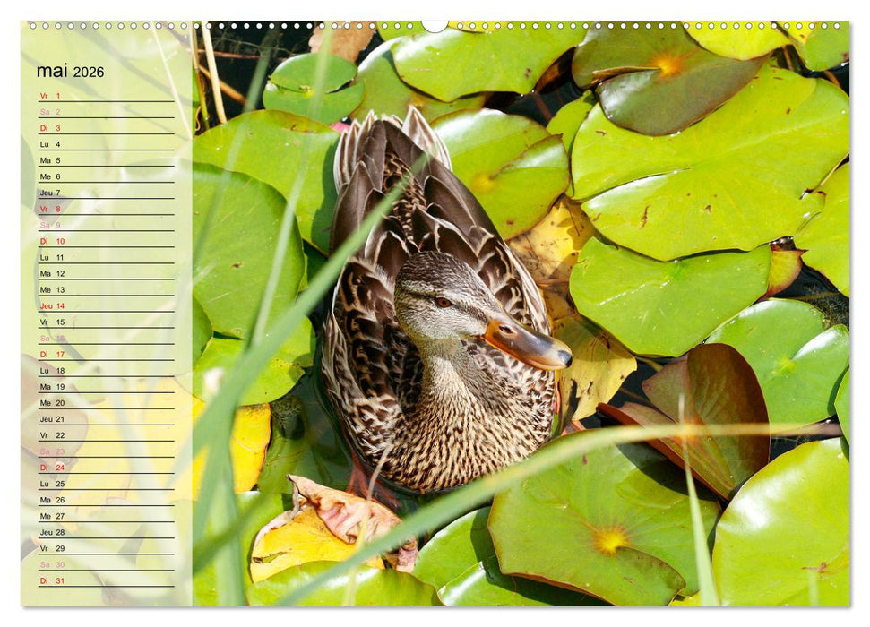 La vie paisible des canards (CALVENDO Calendrier supérieur 2026)