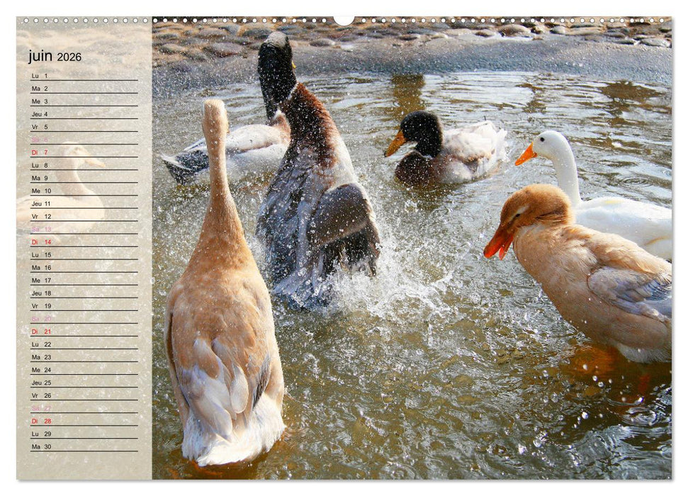 La vie paisible des canards (CALVENDO Calendrier supérieur 2026)