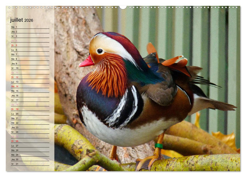 La vie paisible des canards (CALVENDO Calendrier supérieur 2026)