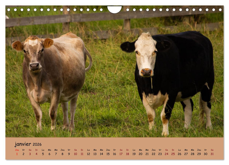 Les animaux de nos fermes (CALVENDO Calendrier mensuel 2026)