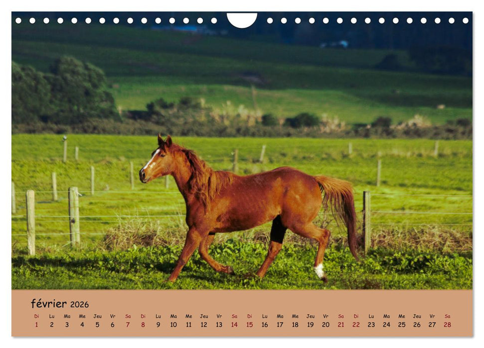 Les animaux de nos fermes (CALVENDO Calendrier mensuel 2026)