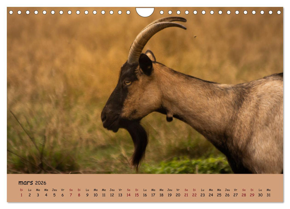 Les animaux de nos fermes (CALVENDO Calendrier mensuel 2026)