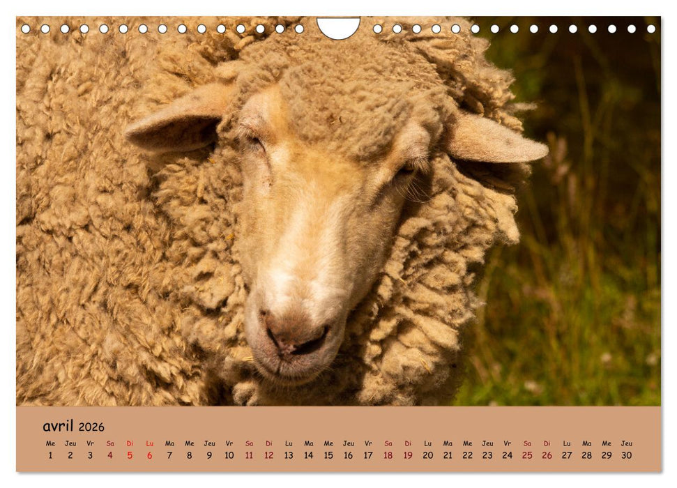 Les animaux de nos fermes (CALVENDO Calendrier mensuel 2026)