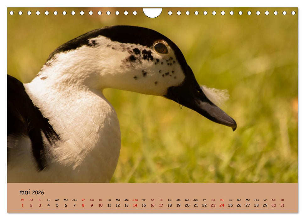 Les animaux de nos fermes (CALVENDO Calendrier mensuel 2026)