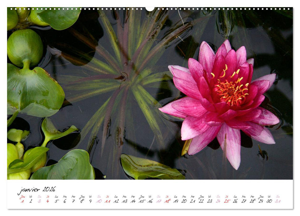 Nénuphars enchanteurs (CALVENDO Calendrier supérieur 2026)