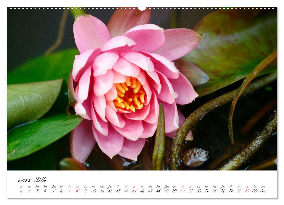 Nénuphars enchanteurs (CALVENDO Calendrier supérieur 2026)