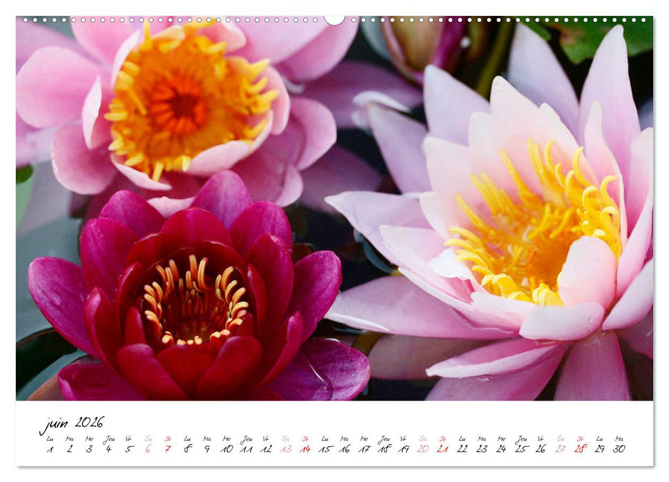 Nénuphars enchanteurs (CALVENDO Calendrier supérieur 2026)