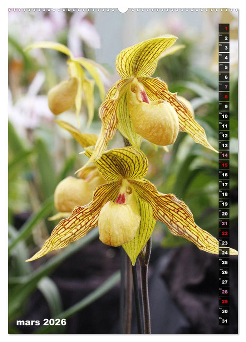 Miracle floral l'orchidée (CALVENDO Calendrier mensuel 2026)