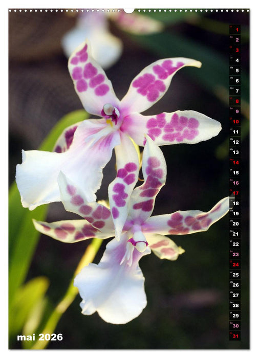 Miracle floral l'orchidée (CALVENDO Calendrier mensuel 2026)