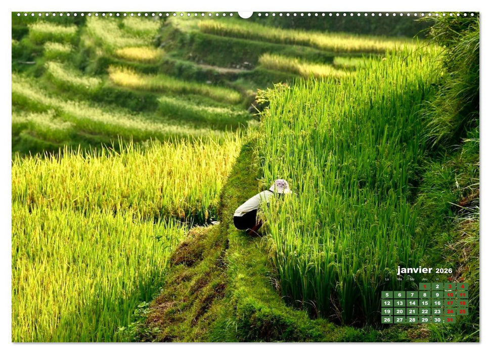 Riz de Chine (CALVENDO Calendrier mensuel 2026)