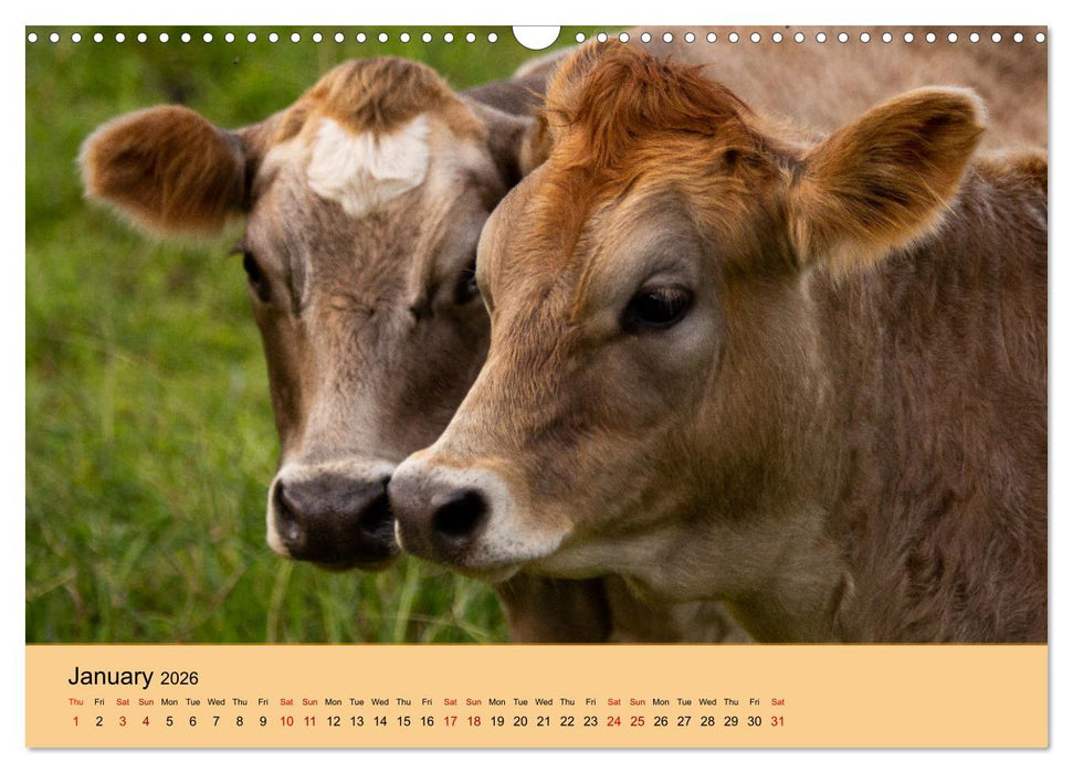 Our farm animals (CALVENDO Monthly Calendar 2026)
