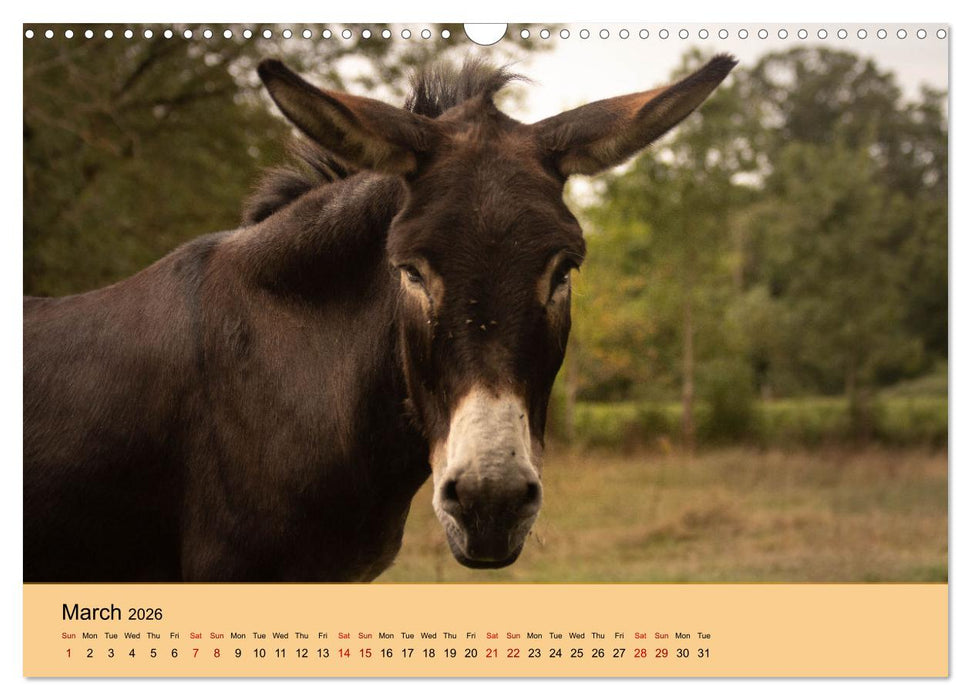 Our farm animals (CALVENDO Monthly Calendar 2026)