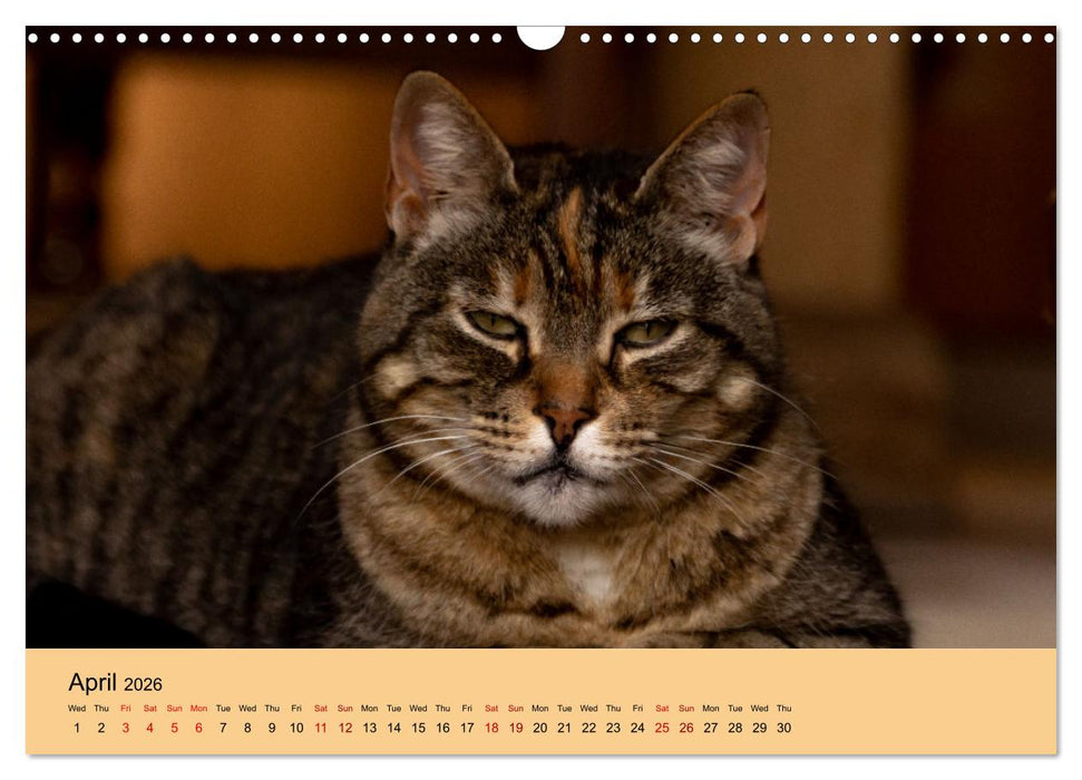 Our farm animals (CALVENDO Monthly Calendar 2026)