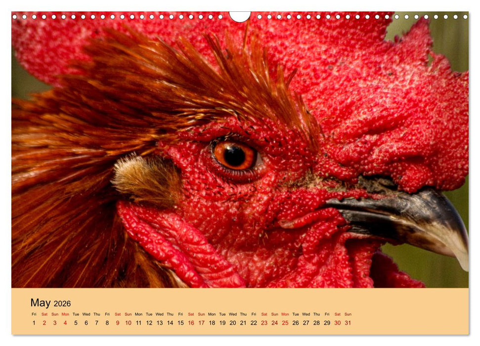 Our farm animals (CALVENDO Monthly Calendar 2026)